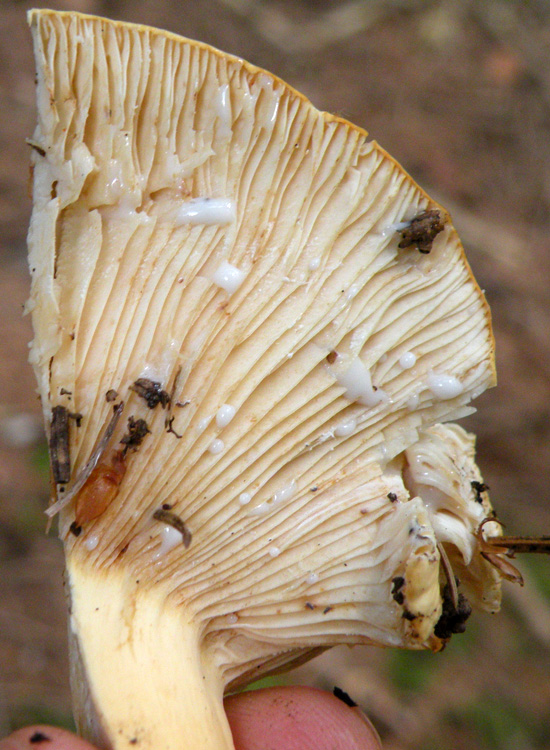 Piccoli successi? Lactarius volemus ?